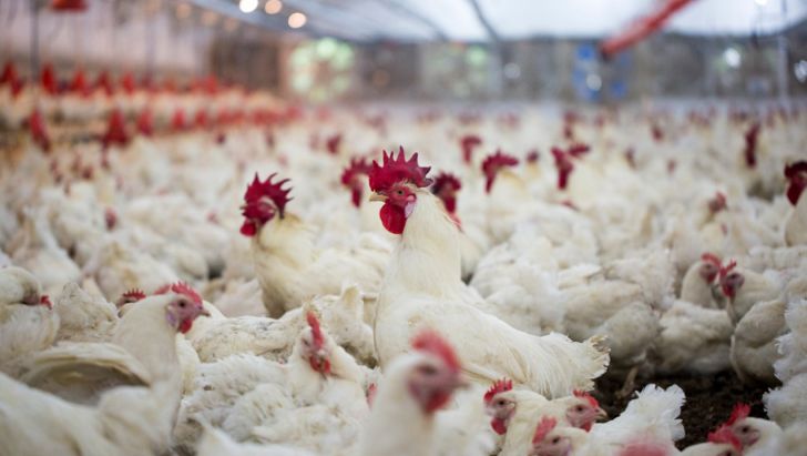 تولید قراردادی مرغ در تمام نقاط کشور اجرایی می‌شود