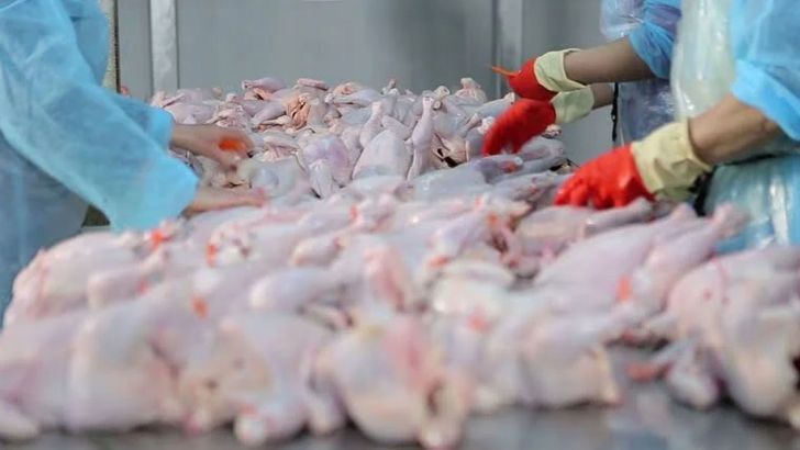 مالیات بر ارزش افزوده واردات گوشت و مرغ یک درصد اعلام شد
