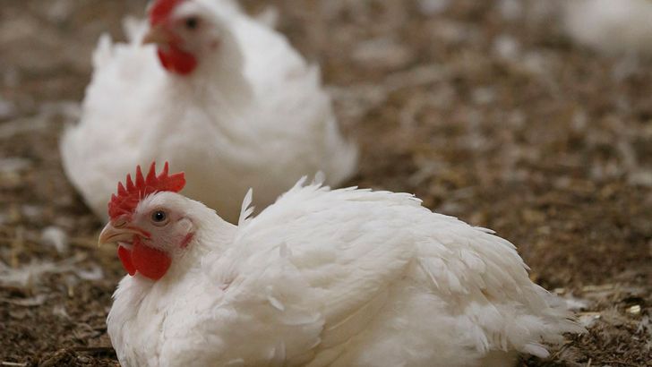 قیمت مرغ واقعی نشود تولیدکنندگان از چرخه تولید خارج می شوند