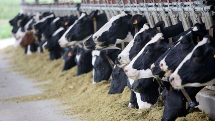 مسئولان نگران آینده تولید شیر و گوشت کشور باشند