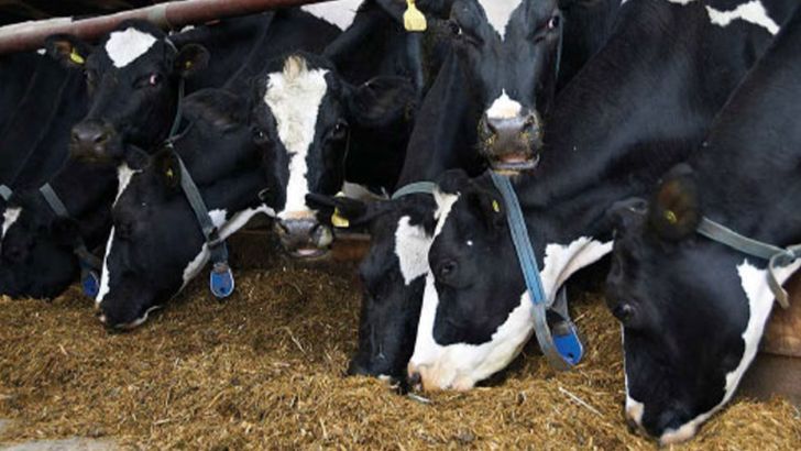 تیرماه ، آغاز طرح آمارگیری از گاوداری های صنعتی