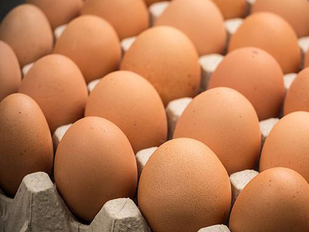 مرغداران در هر کیلو تخم مرغ ۲۳ هزار تومان ضرر می کنند