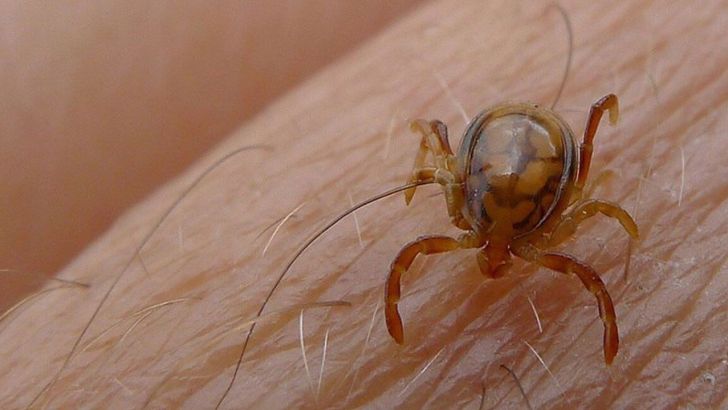 کشتار دام خارج از کشتارگاه، مهم‌ترین عامل انتقال تب کریمه کنگو