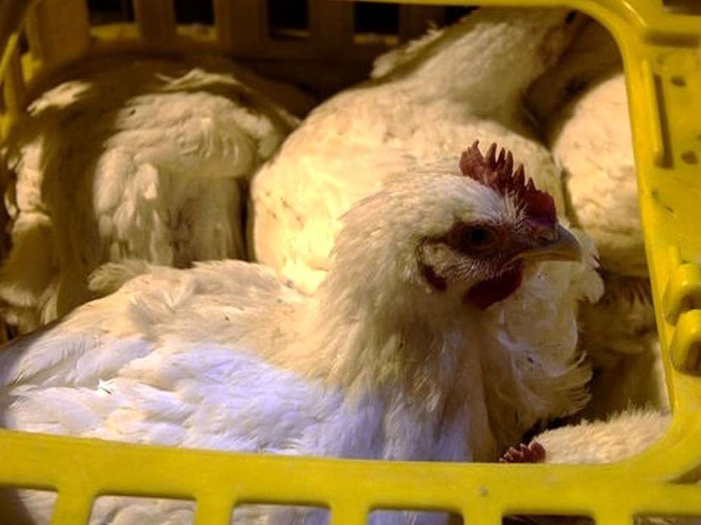 قیمت جدید مرغ زنده تعیین شد
