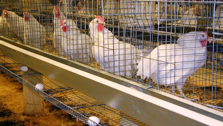 ۹ میلیون مرغ تخم‌گذار در خرداد روانه کشتارگاه شد