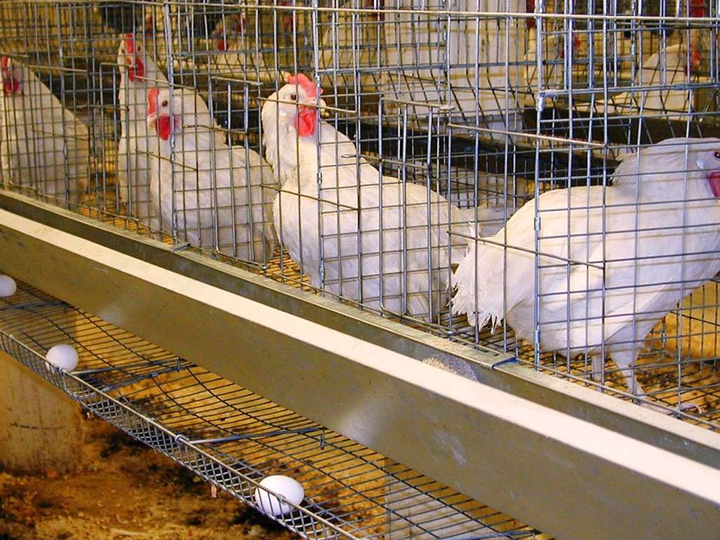 ۹ میلیون مرغ تخم‌گذار در خرداد روانه کشتارگاه شد