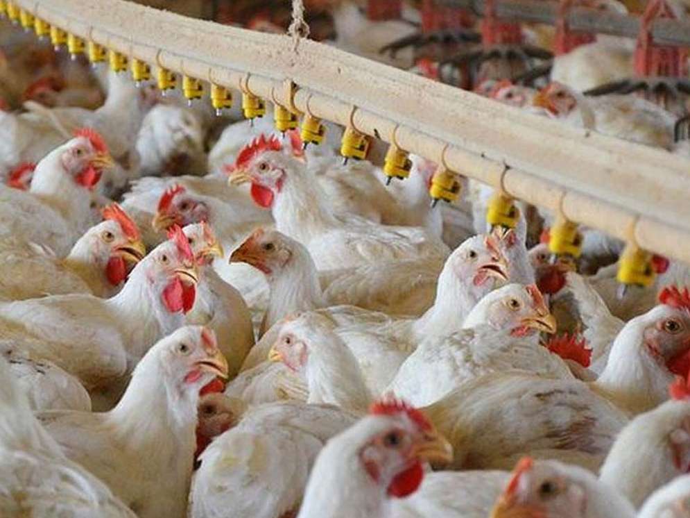 کاهش ۳۰درصدی هزینه‌ها با تشکیل زنجیره تولید مرغ