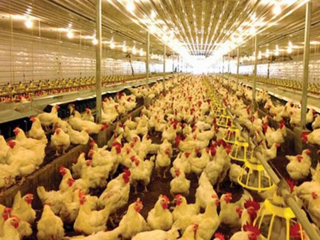 مهار افزایش قیمت مرغ با ممنوع کردن واردات
