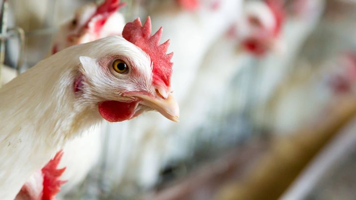 رشد ۷۰۰ درصدی نرخ داروهای مرغ‌های تخم‌گذار
