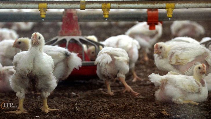 امضای تفاهم همکاری نظام مهندسی کشاورزی و اتحادیه مرغداران گوشتی