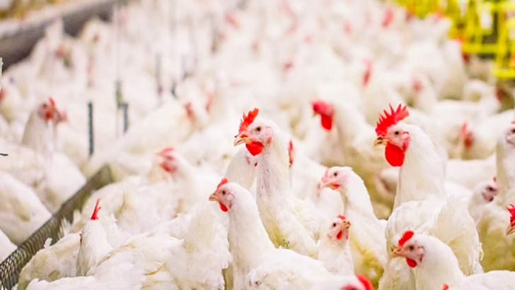 افزایش دوره تولید مرغ برای ایجاد تعادل در بازار