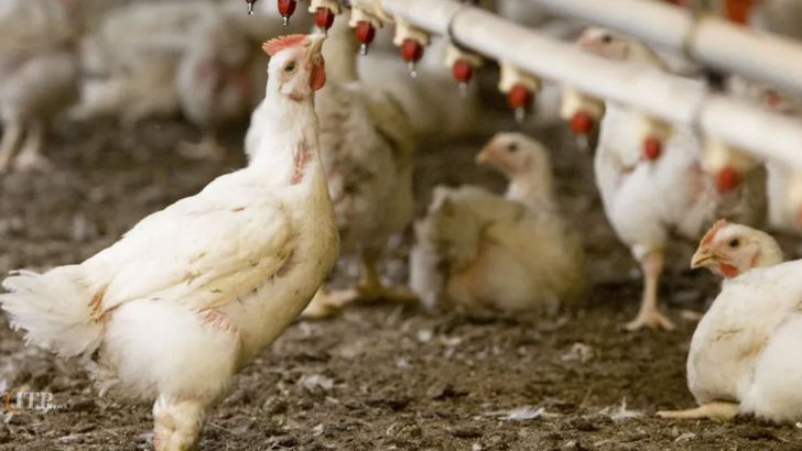 کاهش قدرت خرید مرغداران 