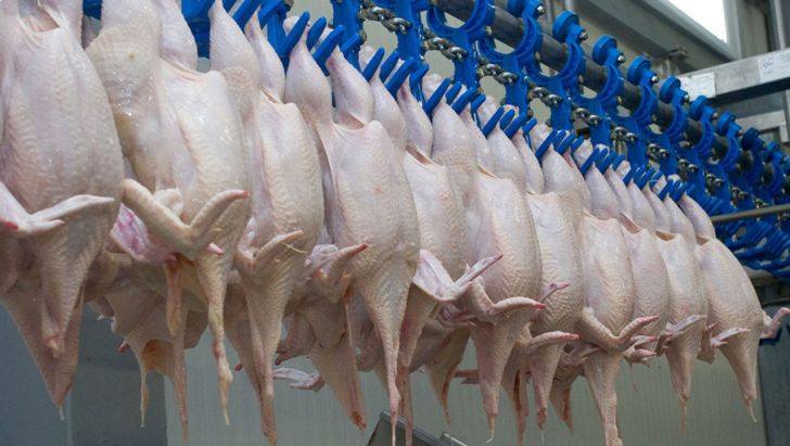 تولید ماهانه ۲۰۰ هزار تن مرغ در کشور