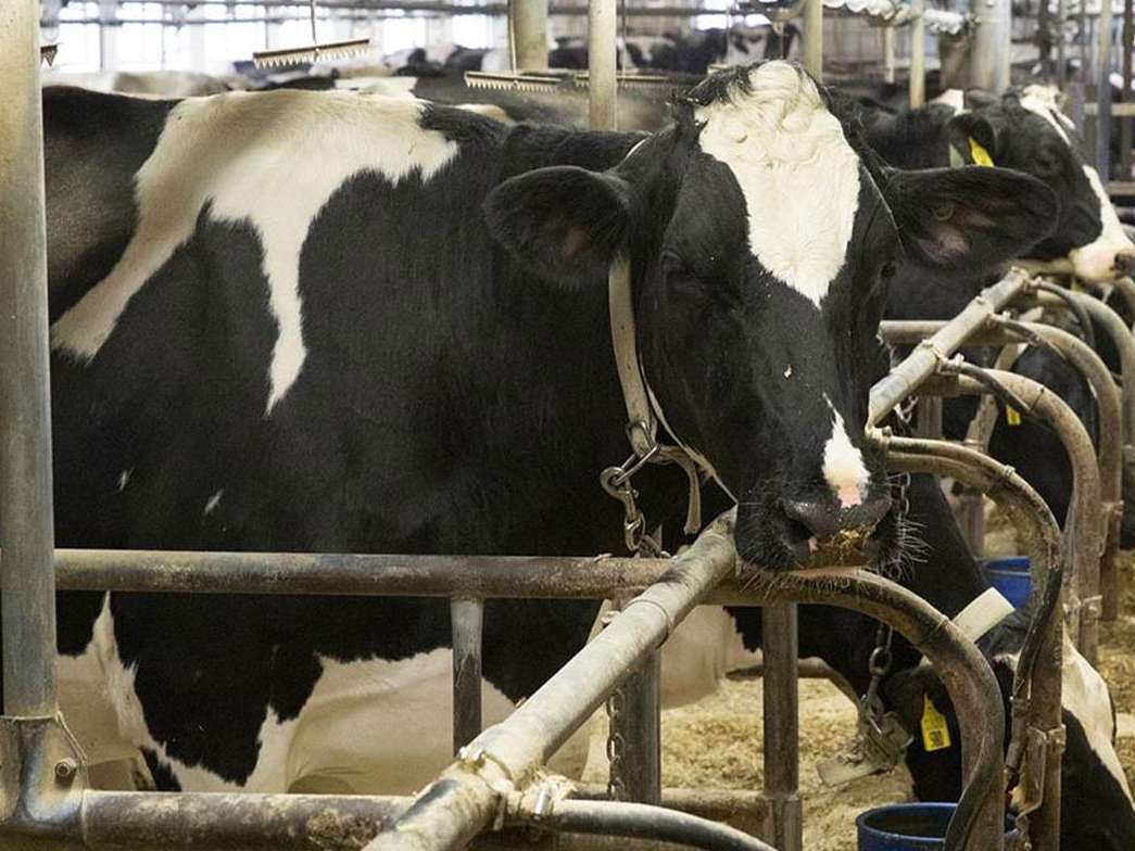 اعطای کمک مالی برای کاهش تولید گاز متان در دامداری ها