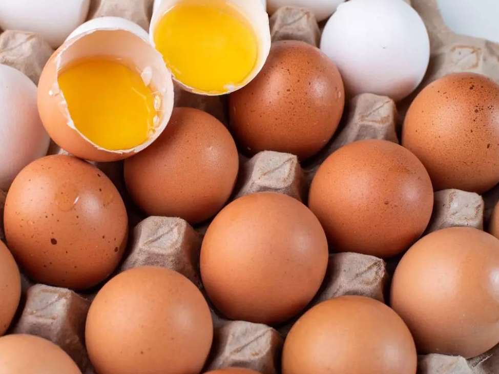 دانشمندان موفق به تولید آنتی‌بادی ویروس کرونا از تخم‌مرغ شدند 