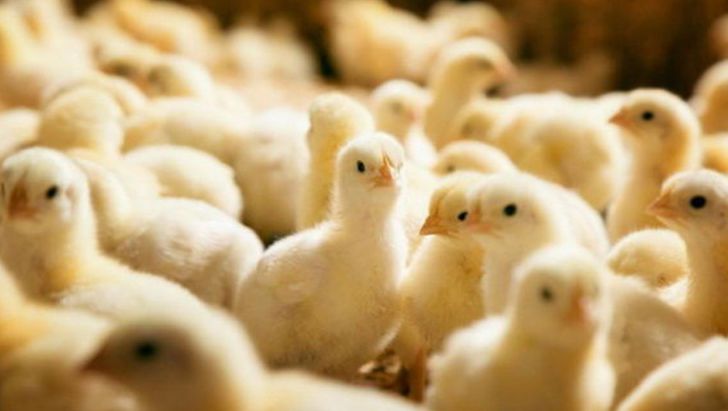 هشدار وزارت جهاد کشاورزی به مرغدارانی که جوجه‌ریزی نکنند