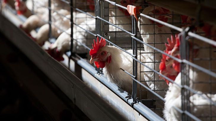 استمداد اتحادیه مرکزی مرغداران مرغ تخمگذار میهن از رهبری برای کمک به صنعت مرغ تخمگذار کشور