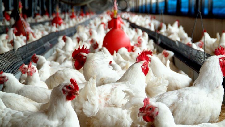صادرات مرغ ایلام به کشور عراق