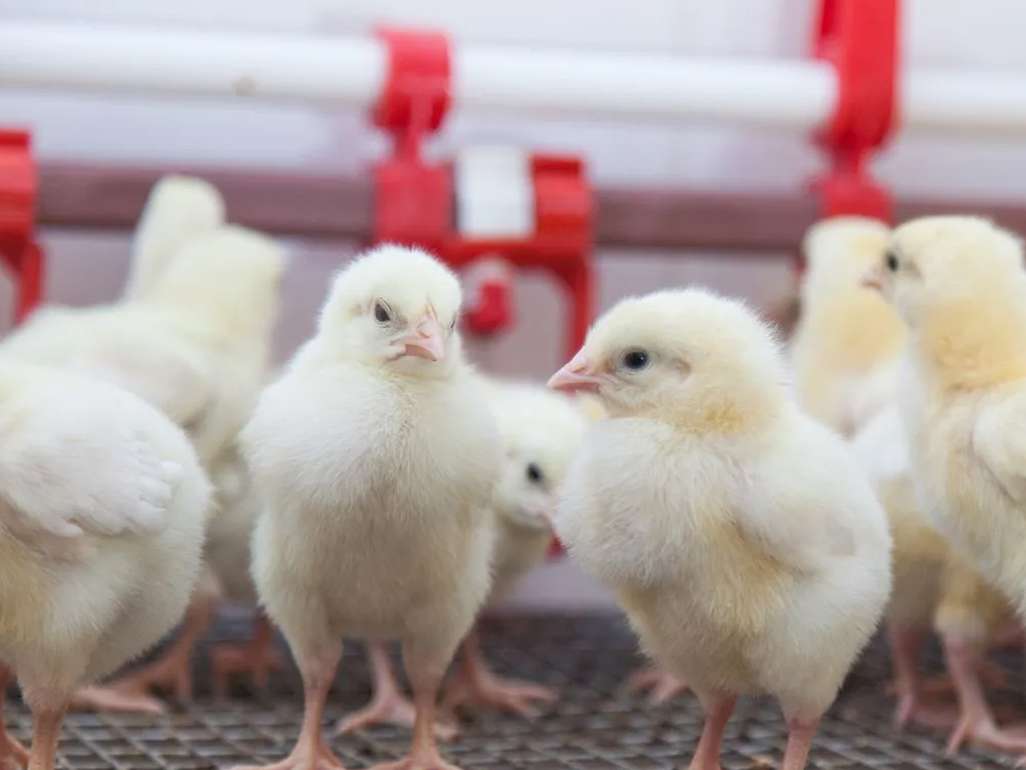 بررسی اثرات فیتاز قارچی و باکتریایی در جیره های با فسفر، کلسیم و انرژی قابل متابولیسم کاهش یافته بر عملکرد، خصوصیات لاشه، فراسنجه های  خون  و استخوان جوجه های گوشتی