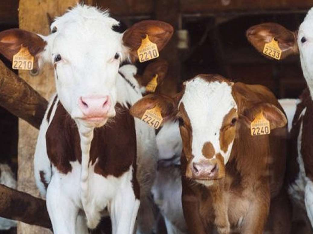 آماده سازی لازم پیش از آوردن گلۀ گوساله 