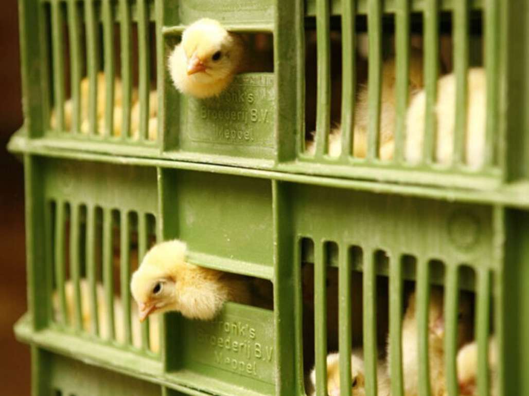 بهبود رفاه طیور در هنگام جابجایی 