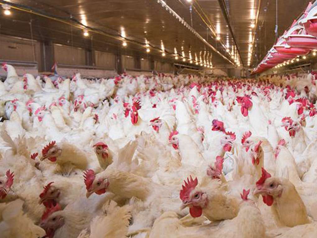 تهویۀ مطبوع اصلی حیاتی در فارم های مرغ گوشتی