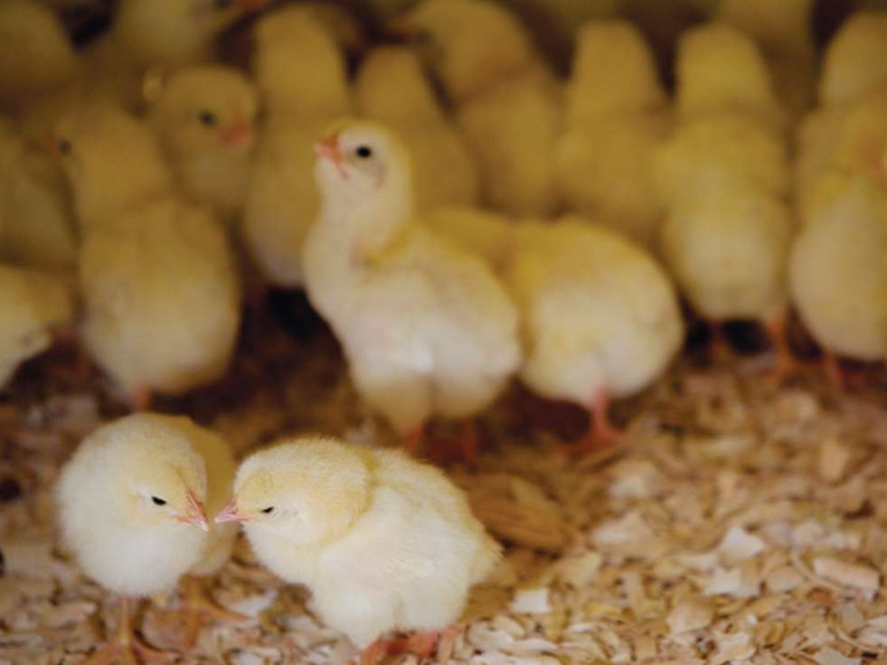 ارزیابی سندروم روده نشت پذیر در جوجه های گوشتی