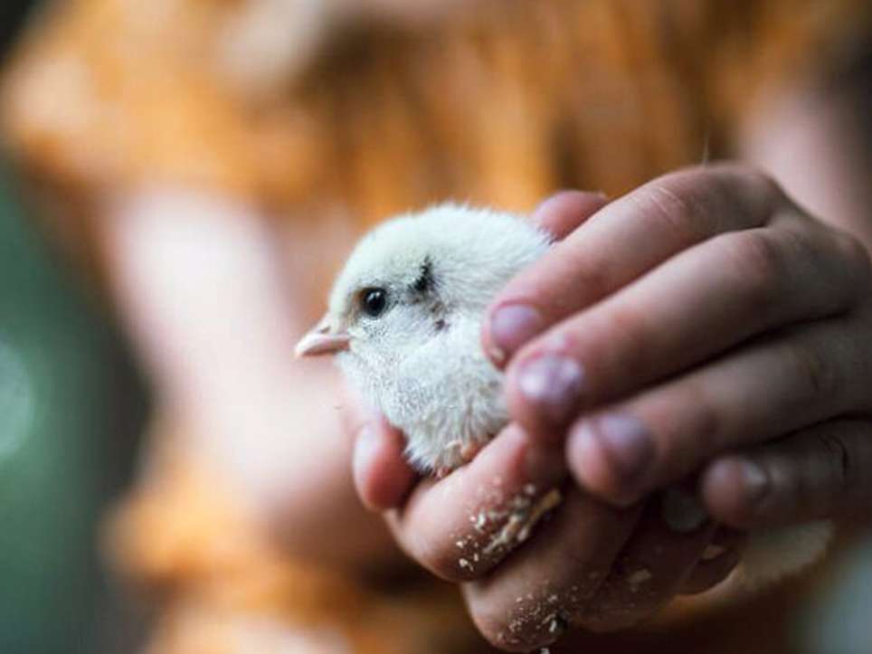 اهمیت مدیریت آبخوری در تأمین رفاه طیور  