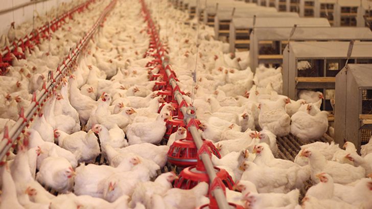 تأثیر تکنولوژی و هوش مصنوعی بر روی رفاه مرغ های تخمگذار 
