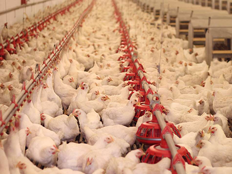 تأثیر تکنولوژی و هوش مصنوعی بر روی رفاه مرغ های تخمگذار 