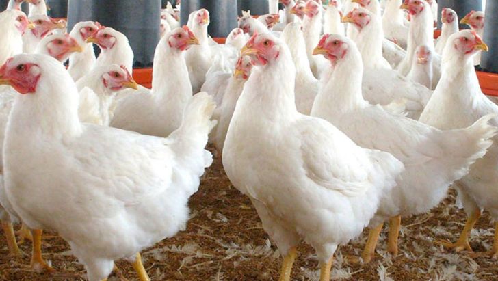 ثبت ۵۶۷ واحد پرورش طیور از استان قزوین در سامانه سماصط