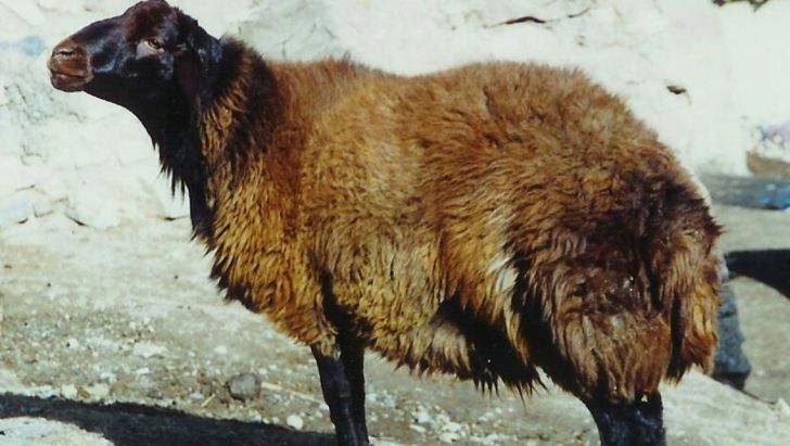 ثبت نخستین انجمن نژادی گوسفند کشور 