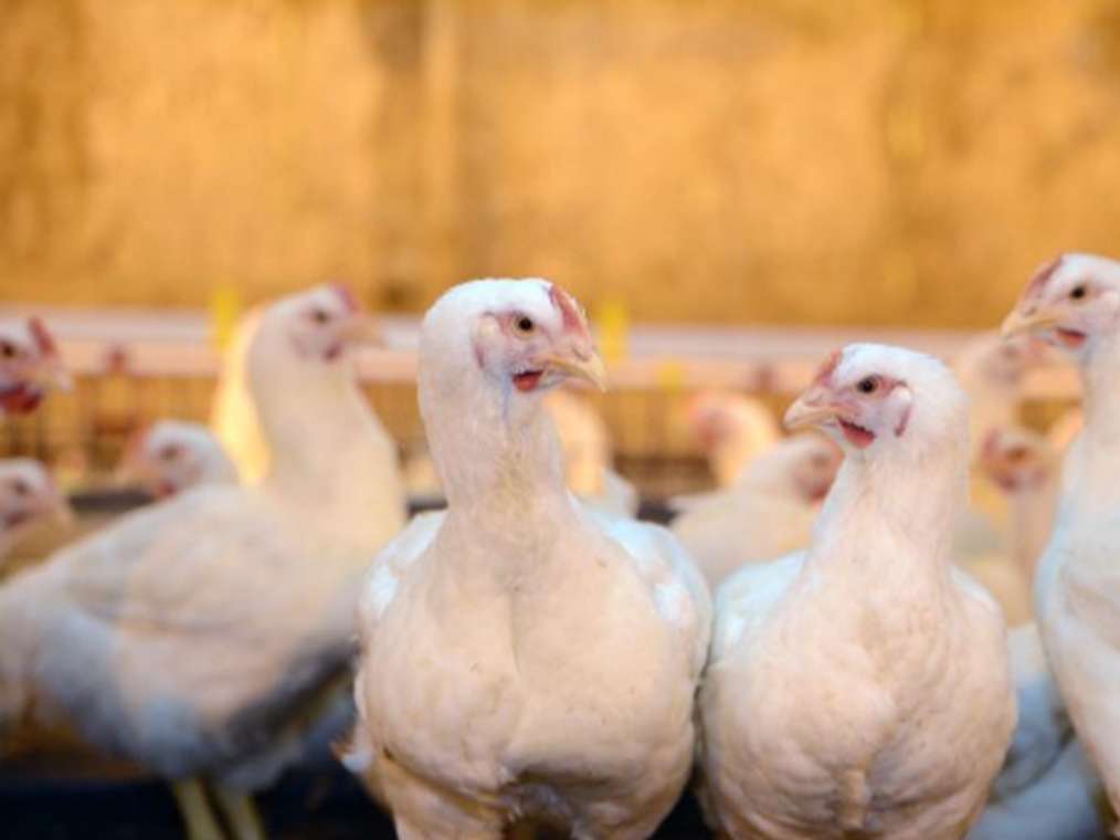 مدیریت مرگ و میر در تولیدات حداکثری مرغداری