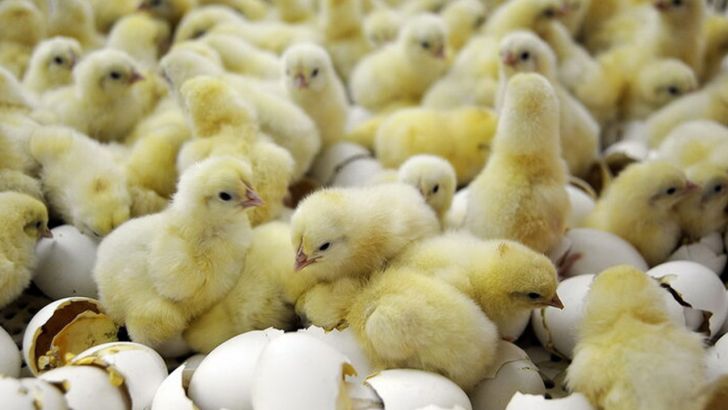 تداوم کاهش جوجه‌ریزی مرغ در کشور