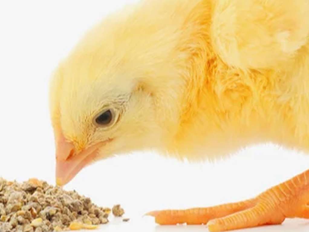 بهترین جیرۀ خوراک طیور