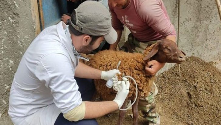 واکسیناسیون رایگان دام های روستایی توسط گروه‌های جهادی دامپزشکی