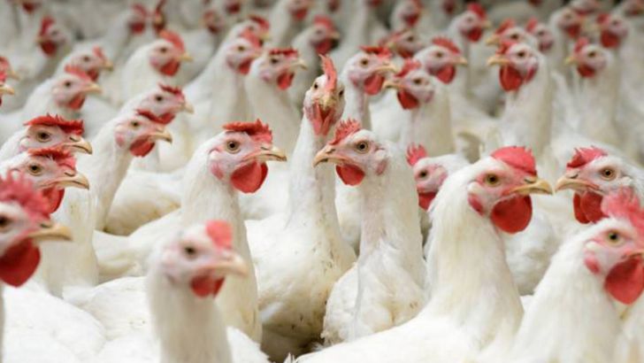 به دنبال بی‌نیازی کشور از واردات نژاد مرغ هستیم