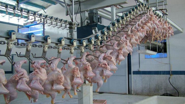 پتانسیل صادرات یک‌ میلیون تن مرغ در کشور