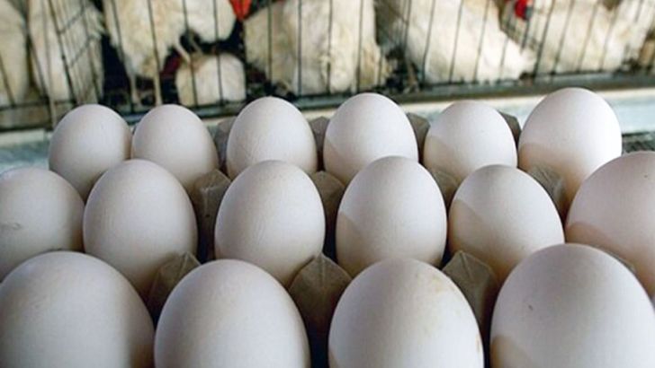  صادرات تخم مرغ با قیمت های فعلی صرفه اقتصادی ندارد