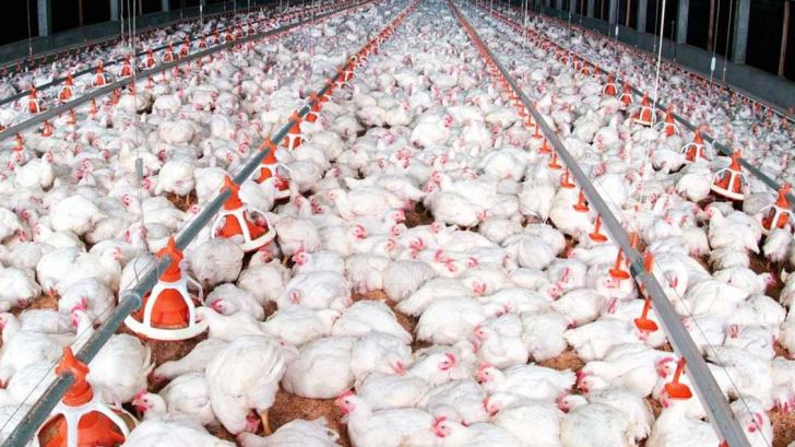 تصمیم استاندار در تعیین قیمت مرغ موجب دلگرمی مرغداران می شود