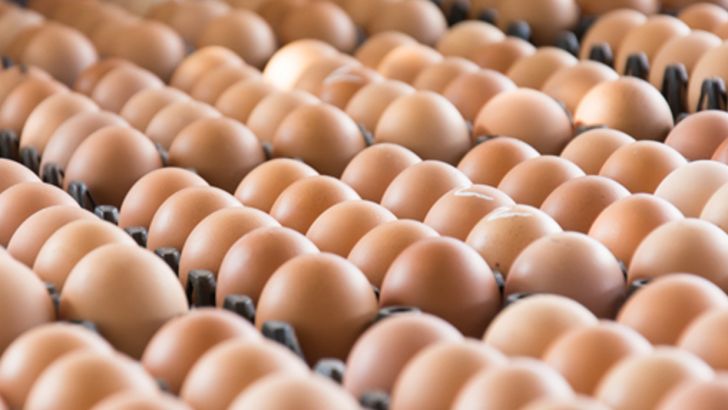   اصفهان رتبه اول تولید تخم مرغ را در کشور داراست