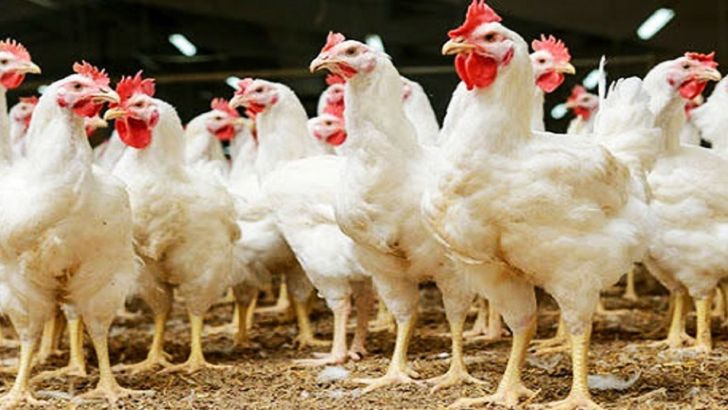 چالش های تولید مرغ با نژاد آرین