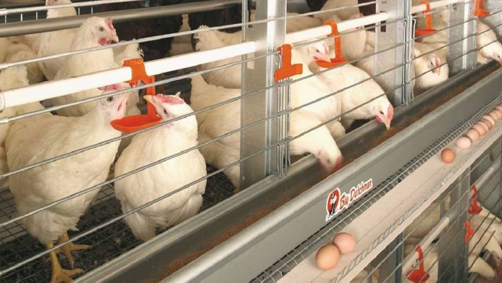 زیان مرغداران تخمگذار به ۱۰ هزار میلیارد تومان رسید