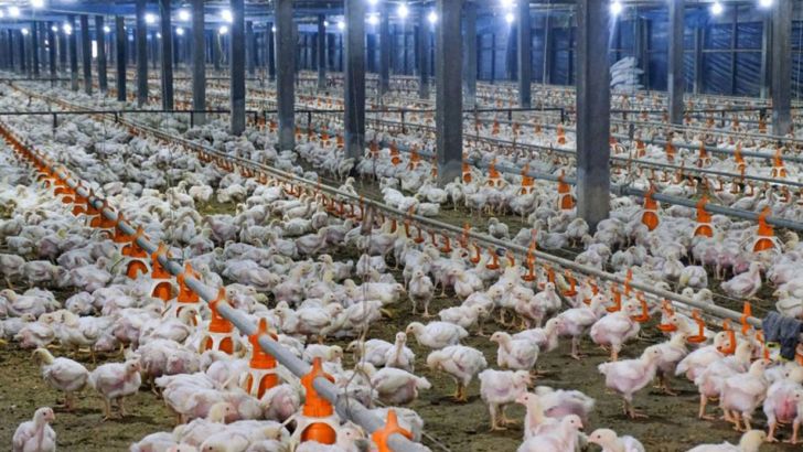  گردش مالی ۲۰۰ هزار میلیاردی صنعت مرغ در ایران