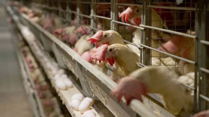  ظرفیت ماهانه تولید تخم مرغ در کشور تکمیل شد؟