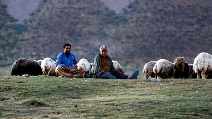 چوب حراج به دام ها