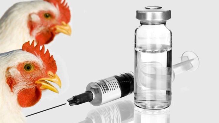 بهره‌برداری از تولید واکسن طیور در سمنان با سرمایه‌گذاری خارجی نیمی از نیاز کشور را رفع می‌کند