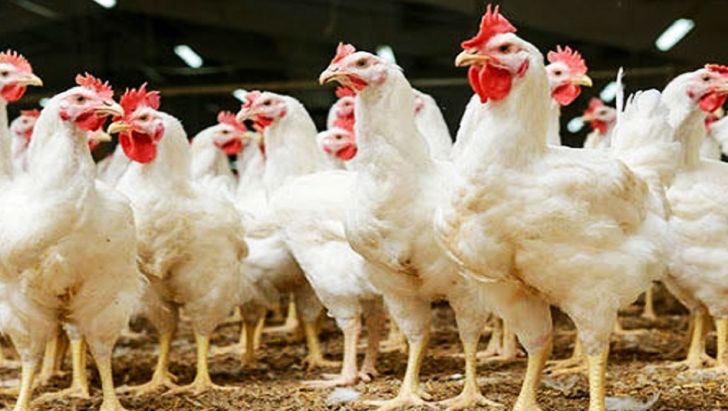 پرداخت تسهیلاتی به مرغداران برای حمایت از احیای مرغ لاین آرین