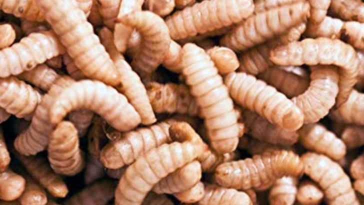 تکنولوژی پرورش حشرات آمادۀ ورود به بازار می شود 