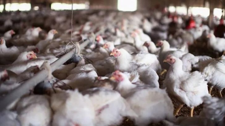 تمام مزارع مرغ گوشتی و تخمگذار علیه آنفلوآنزا واکسینه شوند